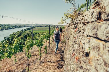 Lauffen am Neckar, Neckartal, HeilbronnerLand, Baden-Württemberg, Deutschland, Chris Frumolt Mai 2021, Katzenbeißer-Steillagen, Steillagen-Areal, Württemberg, Weinlandschaft
Steillagen-Weinerlebnistour am Neckar
Katzenbeißer Steillagen Lauffen am Neckar, HeilbronnerLand, Baden-Württemberg, Deutschland