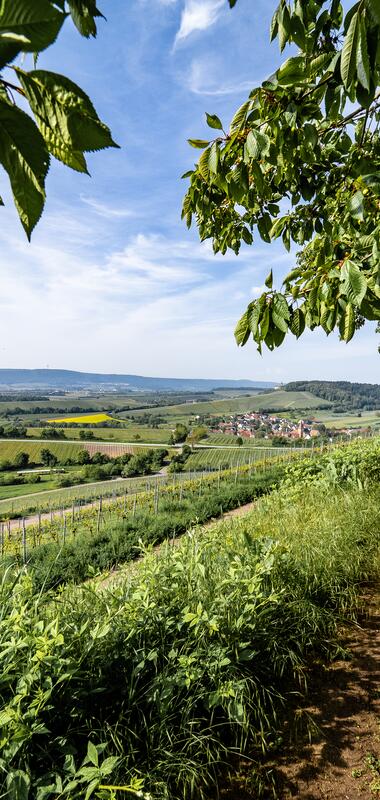 Fotoshooting Aussichtsreich Brackenheim am Zweifelberg - Geronimo Schmidt