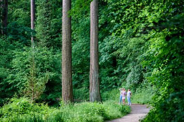 Spaziergang im Exotenwald in Weinheim, Baden-Württemberg, Deutschland | © (c)floriantrykowski.de