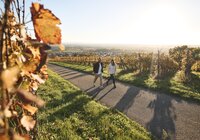 Wandern in den Weinbergen von Malsch, Rhein-Neckar, Letzenberg, Baden Württemberg, Deutschland