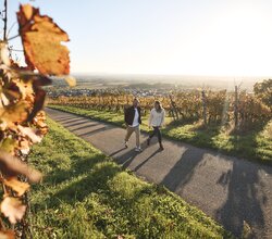 Wandern in den Weinbergen von Malsch, Rhein-Neckar, Letzenberg, Baden Württemberg, Deutschland