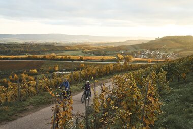Radfahren im Herbst - Weinradwege HeilbronnerLand | Brackenheim, Naturpark Stromberg-Heuchelberg, Baden-Württemberg, Deutschland