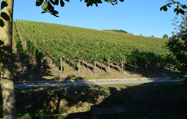 Blick in die Weinberge | © Neckar-Zaber-Tourismus e.V.