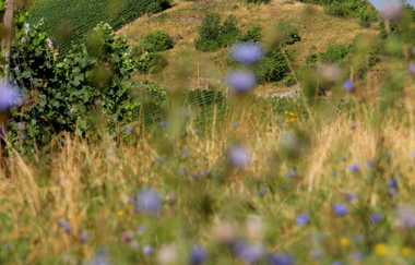 Außenansicht des Jugendhauses auf dem Michaelsberg | © Neckar-Zaber-Tourismus e.V.