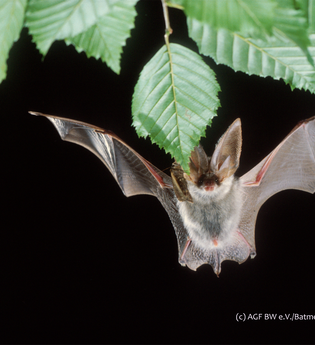 Fledermäuse - Jäger der Dunkelheit Aktionsnachmittag im Naturparkzentrum | © AGF BW_Batmedia