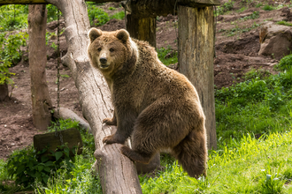 Frühlingserwachen im Wildparadies | © Erlebnispark Tripsdrill