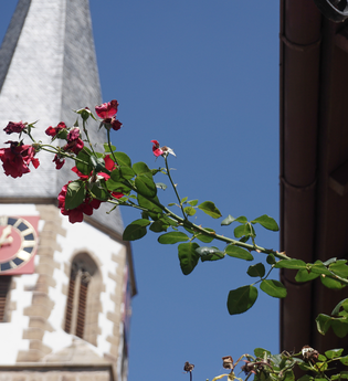Jakobus Stadtkirche Brackenheim | © Neckar-Zaber-Tourismus eV.