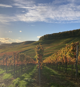Golden Hour WineWalk | © Nicole Betz