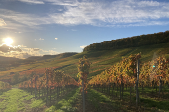 Golden Hour WineWalk | © Nicole Betz