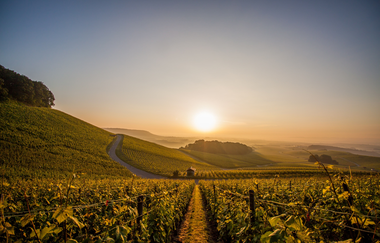 Herbst in den Brackenheimer Weinbergen | © Kraichgau-Stromberg Tourismus e.V.