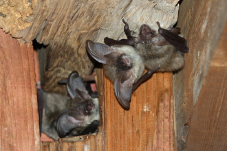 Vortrag: Mitbewohner im Glockenstuhl – Wenn der Kirchturm zum Fledermausquartier wird