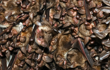 Vortrag: Mitbewohner im Glockenstuhl – Wenn der Kirchturm zum Fledermausquartier wird