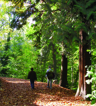 Ein Paar läuft im Exotenwald | © Maria Zimmermann