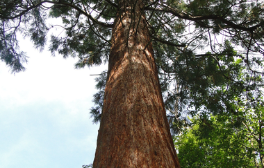 Baum im Wald | © NZT