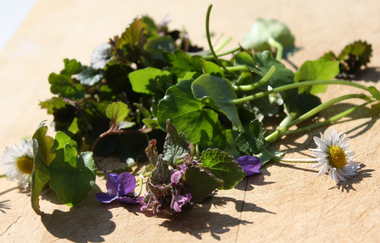 Was grünt und blüht auf der Botenheimer Heide