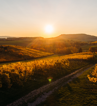 Querfeldein-Weinwanderung-Rolf Willy | © Privatkellerei Rolf Willy