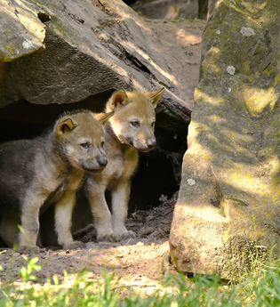 Zu Besuch bei den Jungtieren | © Erlebnispark Tripsdrill