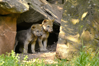 Zu Besuch bei den Jungtieren | © Erlebnispark Tripsdrill