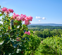 Pauschale | Ausgezeichnete Weinzeit | Blick in die Weinberge | © Neckar-Zaber-Tourismus e.V.