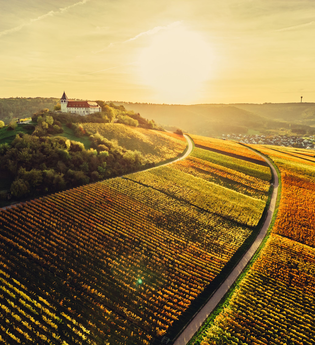 Herbstlandschaft am Michaelsberg Cleebronn | Schönste Weinsicht Württemberg | HeilbronnerLand | © Touristikgemeinschaft HeilbronnerLand
