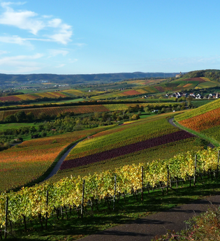 Brackenheim Zweifelberg | Regine Sommerfeld | Weinerlebnisführerin | HeilbronnerLand | © Regine Sommerfeld