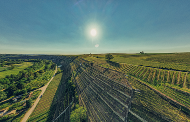 Blick über die Weinberge auf die Katzenbeisser Steillagen bei Lauffen am Neckar. | © Touristikgemeinschaft HeilbronnerLand e.V.