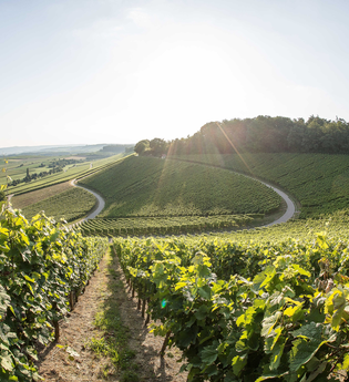 Weinberge | Weinkonvent Dürrenzimmern | HeilbronnerLand | © Weinkonvent Dürrenzimmern eG