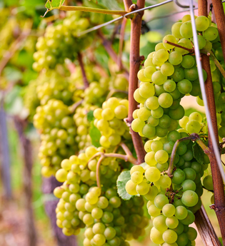 Spurensuche - von der Traube zum Wein | Weinerlebnisführung mit Carmen Blatt | © Neckar-Zaber-Tourismus e.V.