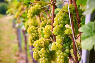 Spurensuche - von der Traube zum Wein | Weinerlebnisführung mit Carmen Blatt | © Neckar-Zaber-Tourismus e.V.