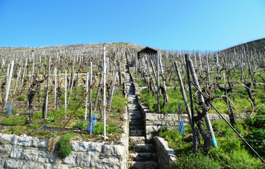 Steillagen - Terrassen - Wengertstäffele