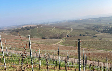 Wein-Schatzsuche am Heuchelberg