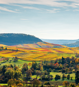 Weinlagen am Heuchelberg | Naturpark Stromberg-Heuchelberg | HeilbronnerLand | © Touristikgemeinschaft HeilbronnerLand e.V.
