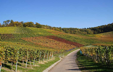 Weinberge | Brackenheim | HeilbronnerLand | © Sven Mödinger