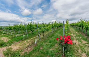 DSGVO NT Neckarwestheim Weinberg WEB | © artofpoggel.de Kristof Poggel