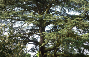 Älteste und größte Libanonzeder in Deutschland | © Landratsamt Rhein-Neckar-Kreis