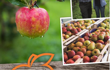 Apfelhof Schulz bei Weinheim | © Apfelhof Schulz