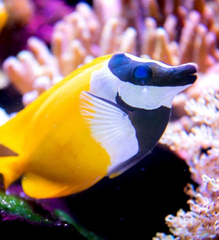 Exotische Unterwasserwelten | © Stadtverwaltung Hockenheim  Schwerdt