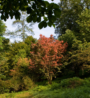 Arboretum | © Stadt Eberbach