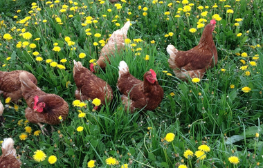Bauernladen-Hofmetzgerei Hans Koch in Edingen-Neckarhausen | © Bauernladen Hans Koch Edingen-Neckarhausen