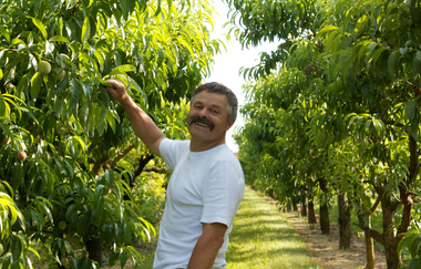 DER APFEL SCHNEIDER | © DER APFEL SCHNEIDER in Edingen