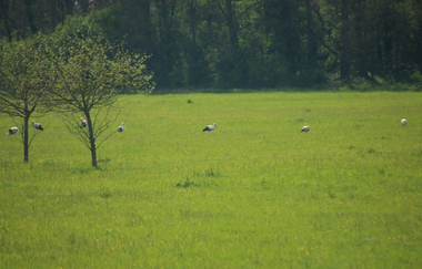 Die Walldörfer Weißstörche | © Beate Otto