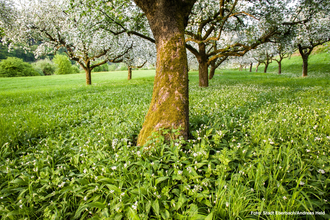 Bärlauch in Eberbach / Odenwald | © Andreas Held / Stadtverwaltung Eberbach