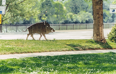 "Der Eber" von Eberbach /Odenwald | © Touristikgemeinschaft Odenwald e.V.