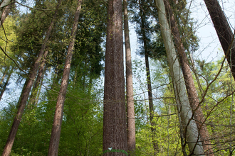 Einer der höchsten Bäume in Deutschland | © Dorothea Burkhardt