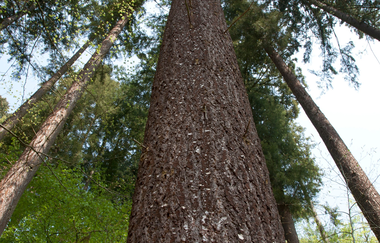 Einer der höchsten Bäume in Deutschland | © Dorothea Burkhardt