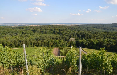 Blick vom Erlebnisweg Hilsbacher Eichelberg auf Weinberge und Landschaft | © Stadtverwaltung Sinsheim