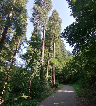 Exotenwald Weinheim | © Tourist Information Weinheim