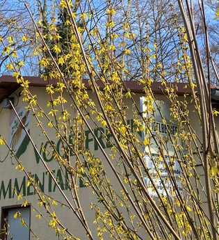 Vorderansicht Zum Vogelheim in Bammental mit gelber Blütenpracht.