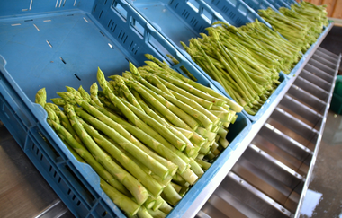 Grötzingers Bauernschänke | Brackenheim-Dürrenzimmern | Spargel | © Neckar-Zaber-Tourismus e.V.