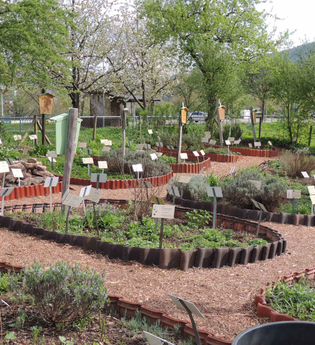 Heilkräutergarten | © Stadt Eberbach